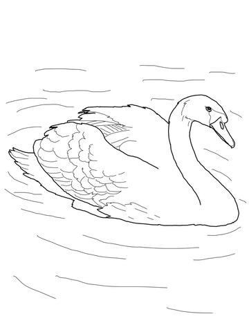 Mute Swan In A Pond Coloring Page